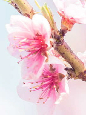 janet seel-schaffner