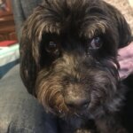 patricia barone Gallery